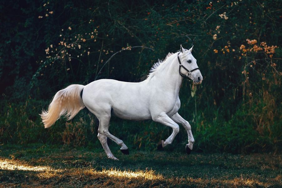 White horse cantering past a line of trees