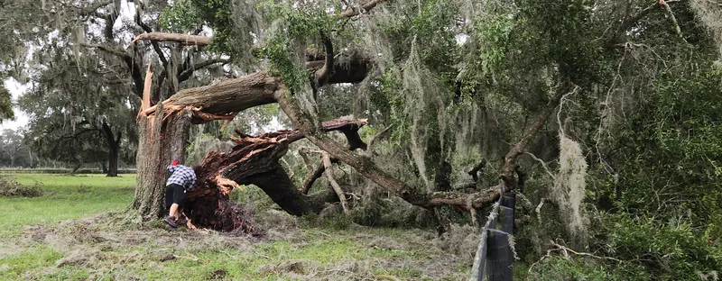 Storm-damaged oak cleanup